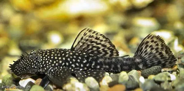 Ancistrus wildkleur shortfin