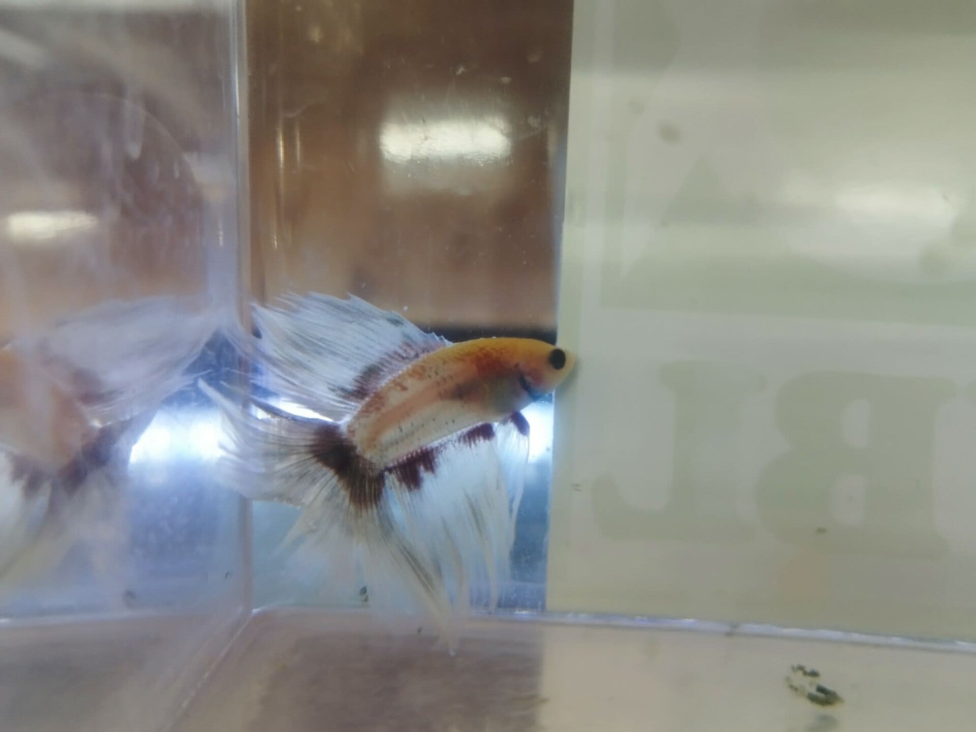 Betta Man Double tail