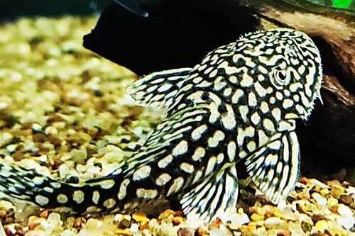 pseudancistrus genisetiger