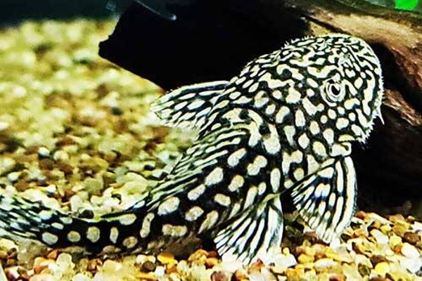 Pseudancistrus genisetiger