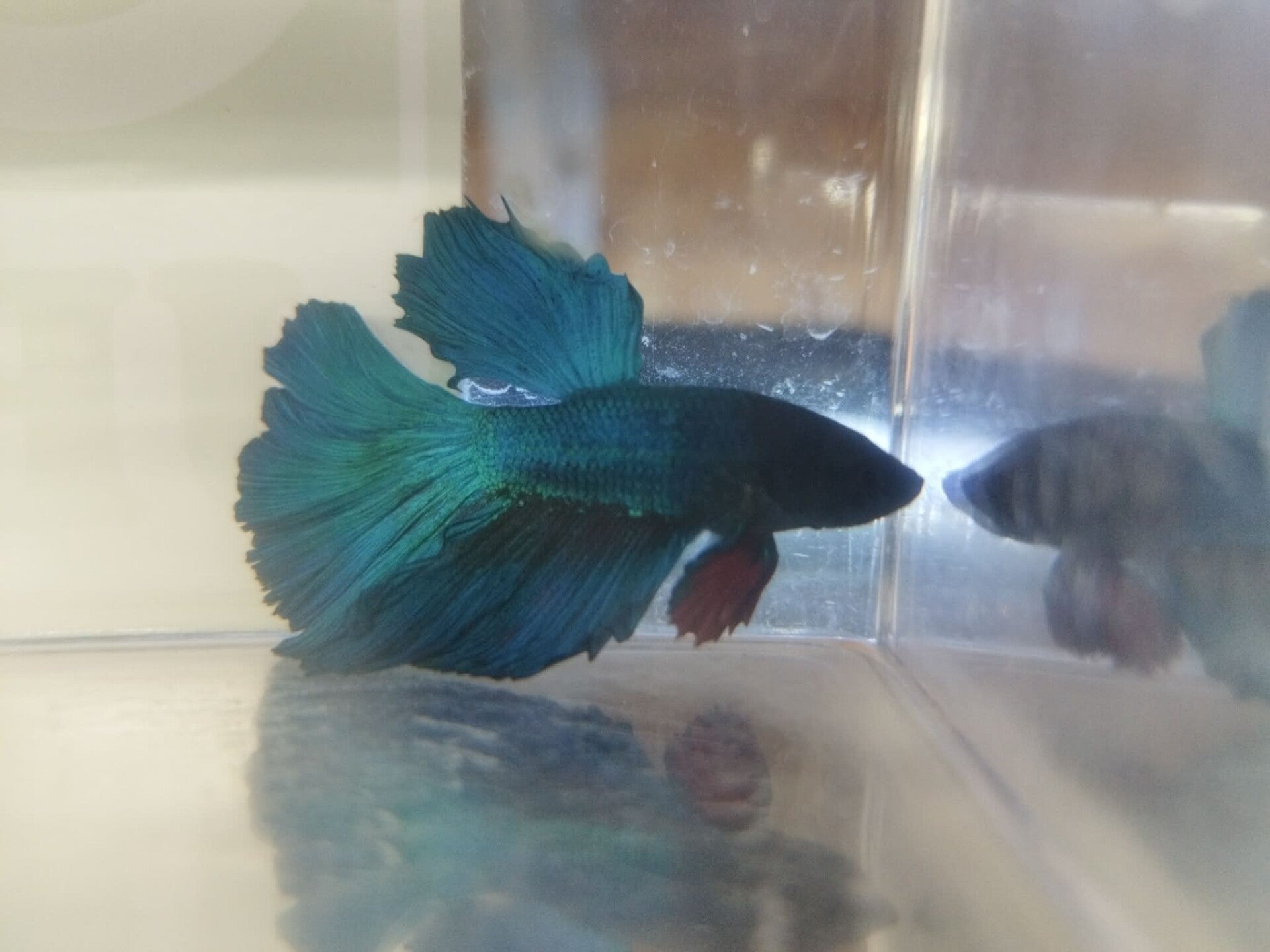 Betta Man Halfmoon