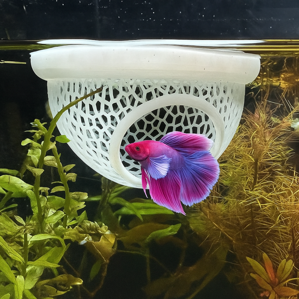 Floating Betta home