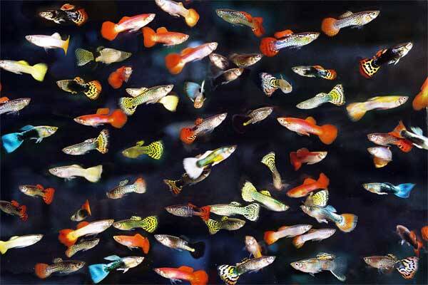 Guppy vrouw