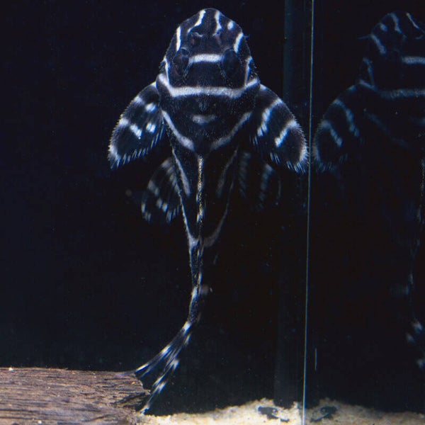 hypancistrus L333