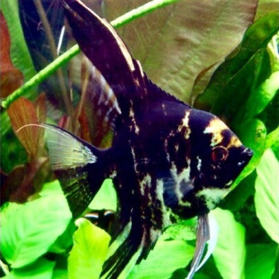 Pterophyllum scalare marble
