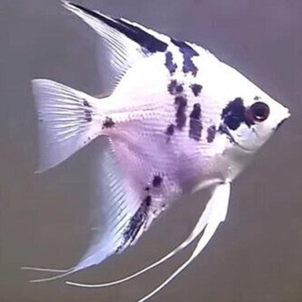 Pterophyllum scalare Dalmatin