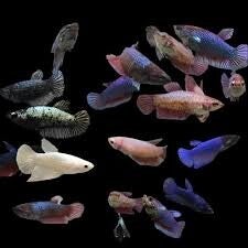 Betta Vrouwen