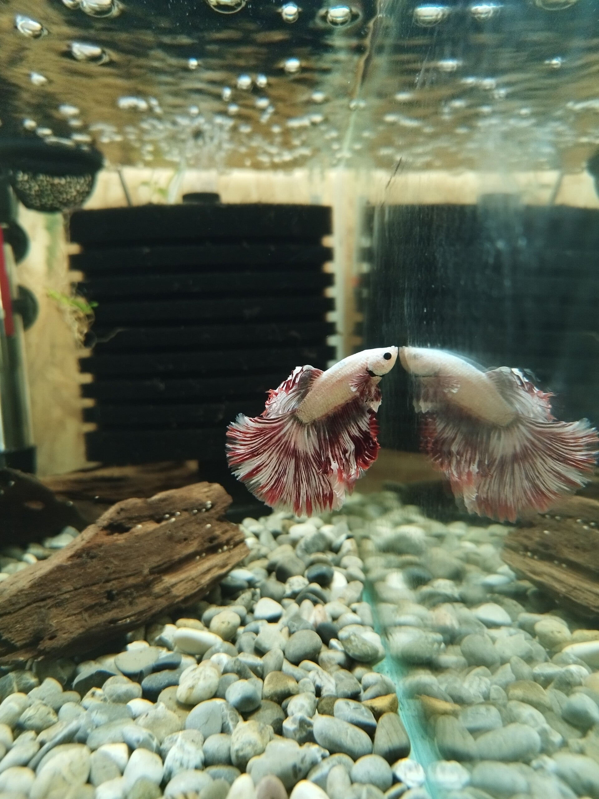 Halfmoon betta man