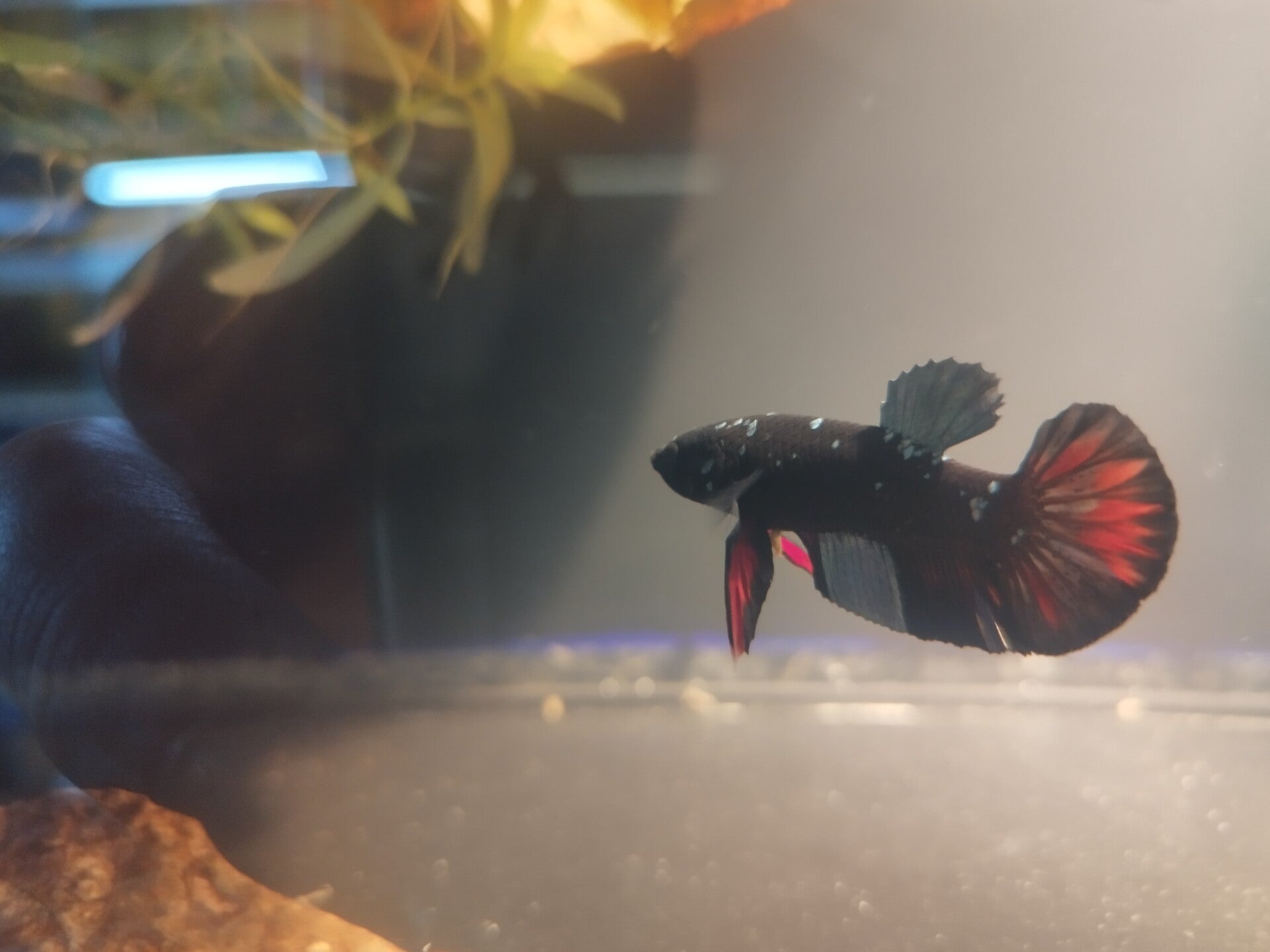 Avatar Betta man