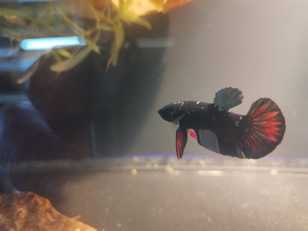 Avatar Betta man