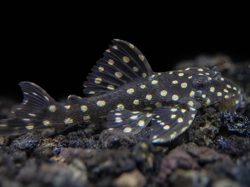 L201 Hypancistrus