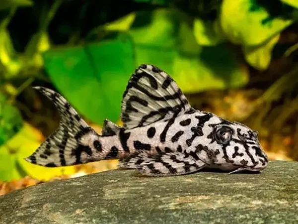 L236 Sw hypancistrus