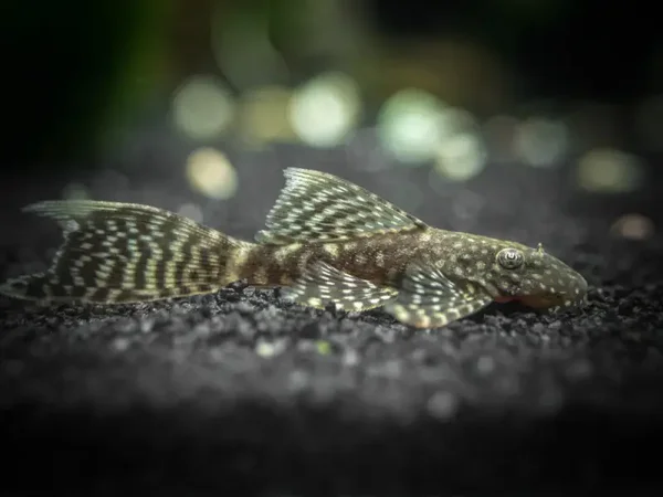 Ancistrus wildkleur Longfin