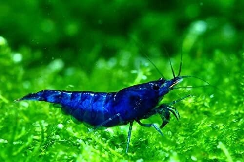 Blue Saphire