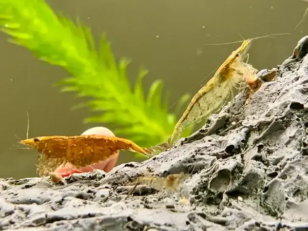 Wild type Neocaridina