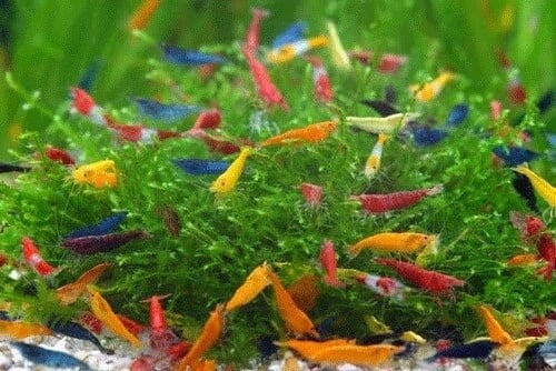 Garnalen mix