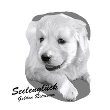 Golden Retriever - Seelenglück Golden Retriever - Seelenglück
