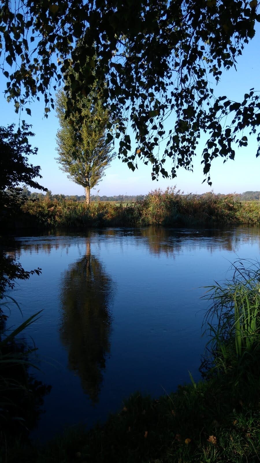 So wie sich der Baum im ruhigen Wasser spiegelt, so spiegeln Kinder unsere Ruhe wieder. Neurodivergente Kinder ganz besonders.