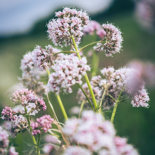 Valeriaan | Valeriana officinalis