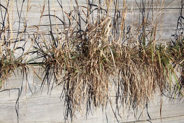 Spider Nest in Spring