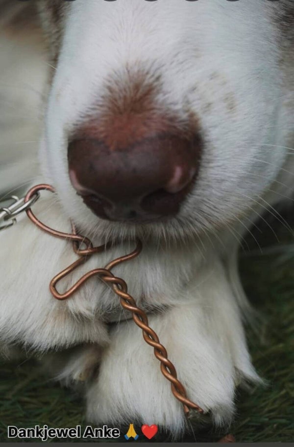 Amulet energetisch afgestemd op jou dier