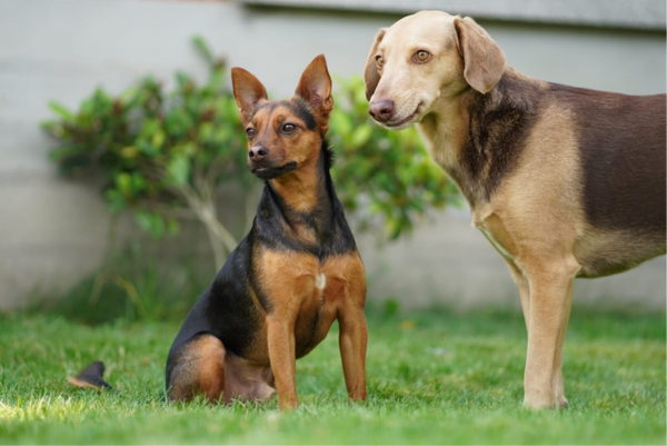 1ste fase Intensieve begeleiding van dier gedurende 1 maand