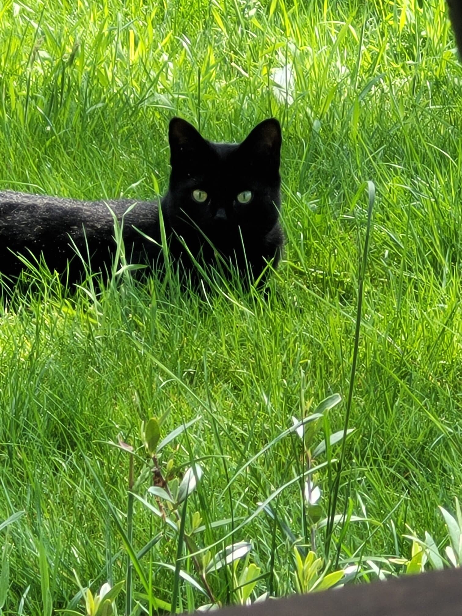 Fase 3 begeleiding van dier gedurende 1 maand