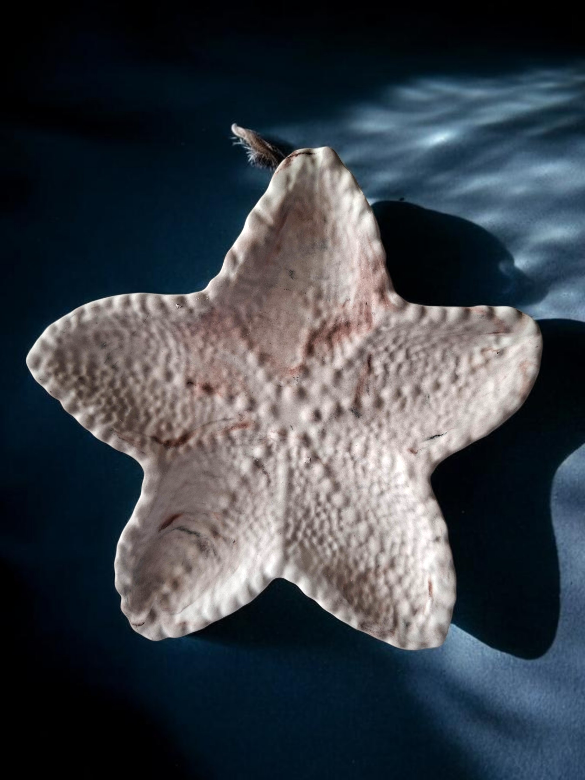 Zeester schaaltje beige/bruin/wit