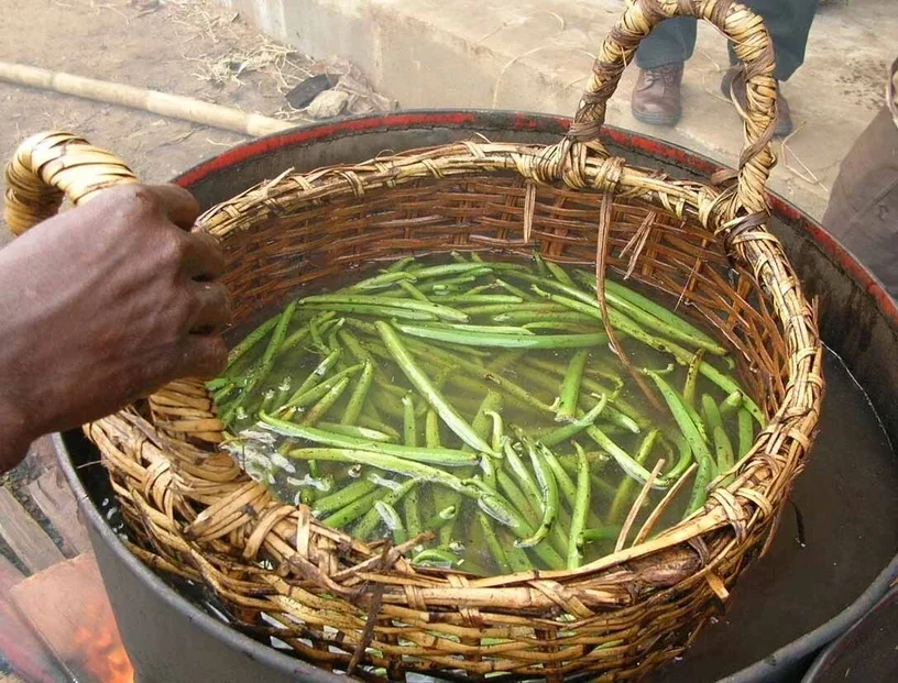 Echaudage de la vanille verte -Une des étapes de la préparation de la vanille - de la gousse verte à la gousse de vanille bourbon de Madagascar