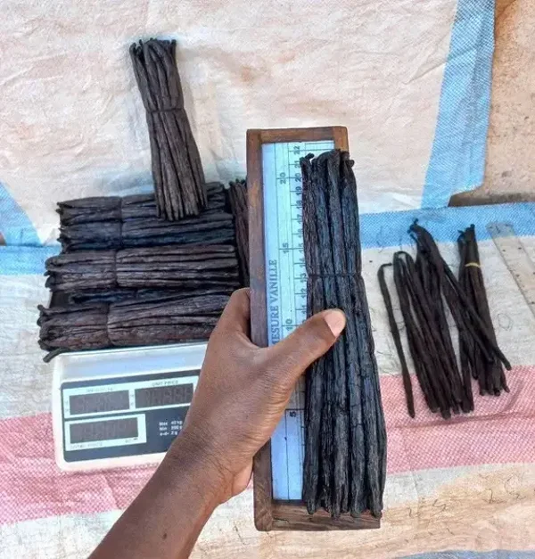 Vanille Pomponna King Size - 25 cm (1 ou 3 gousses)