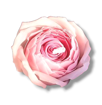 Flower Candle Rose #4