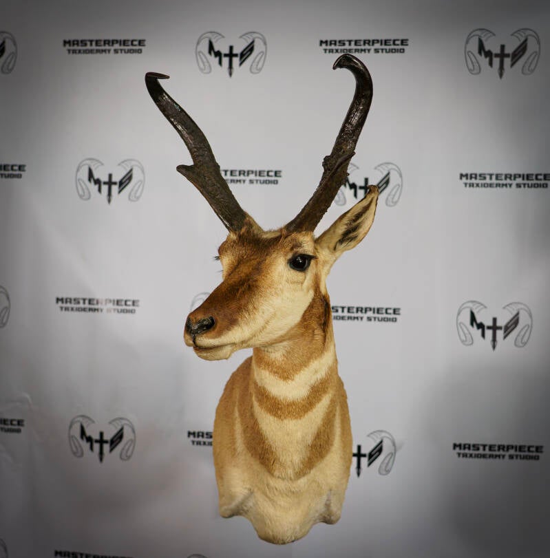 antelope-1-standard.jpg