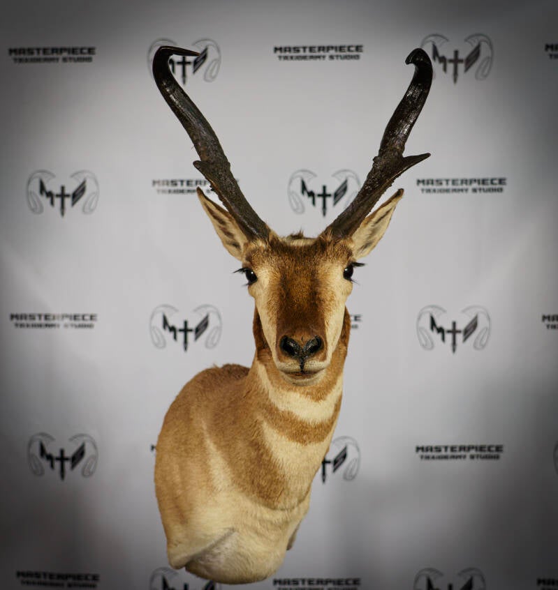 antelope-2-standard.jpg
