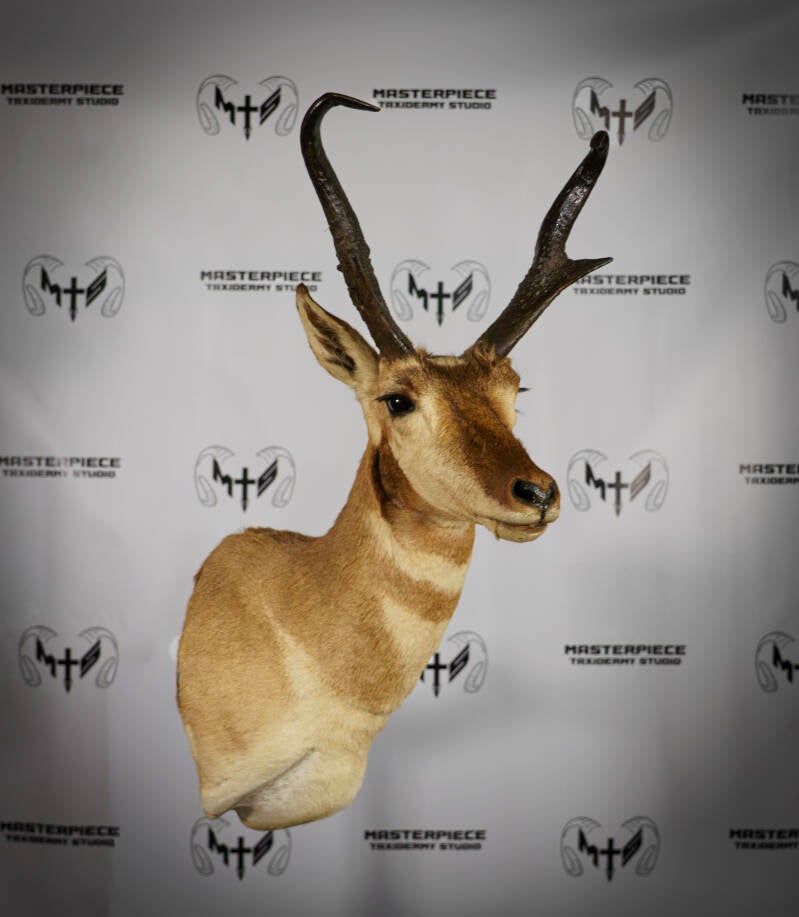 antelope-3-standard.jpg