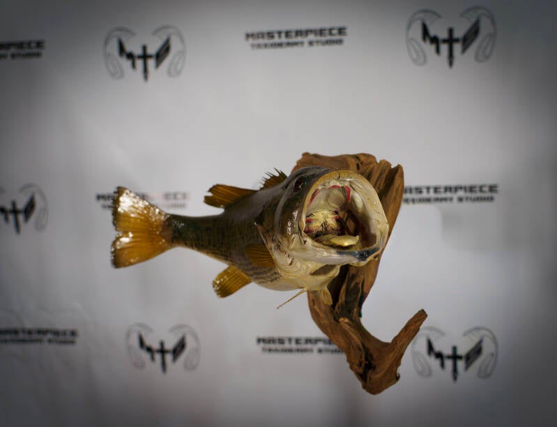 bass-1-standard.jpg