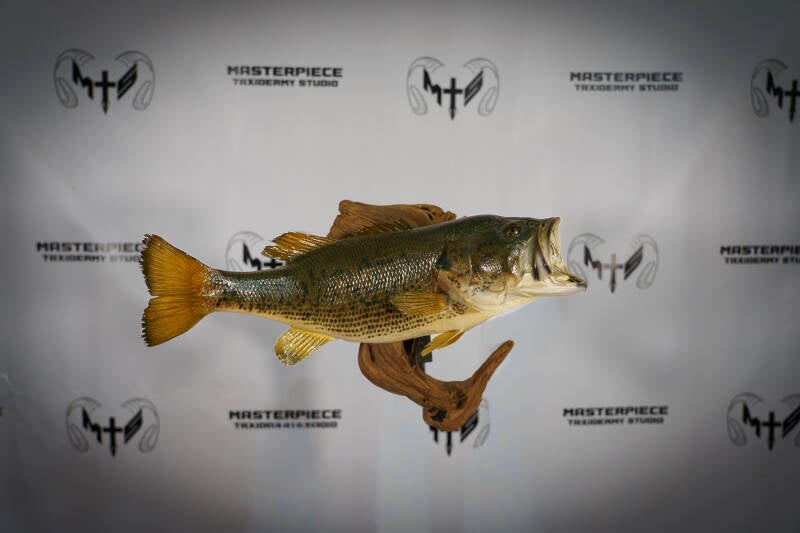 bass-2-standard.jpg