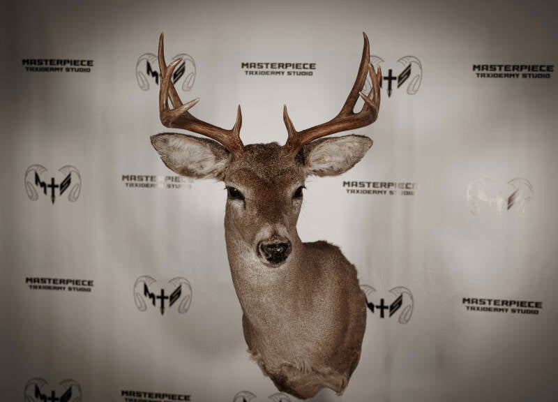 coues-2-standard.jpg