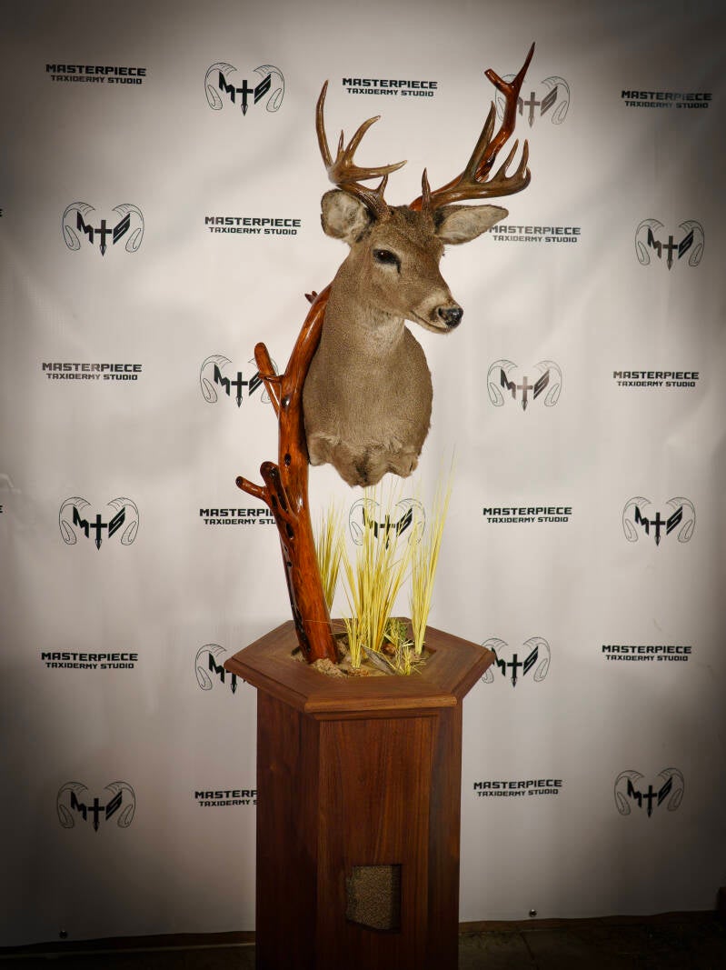 coues-deer-2-standard.jpg
