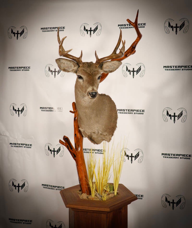 coues-deer-3-standard.jpg