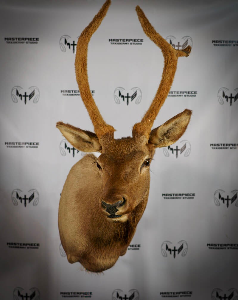 elk-1-standard.jpg