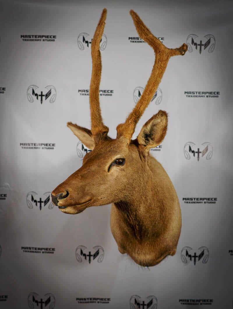 elk-2-standard.jpg