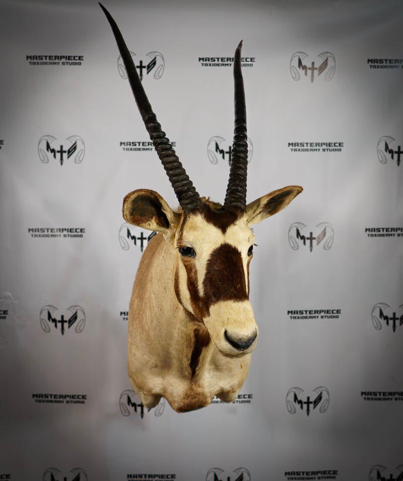 gemsbok-1-standard.jpg