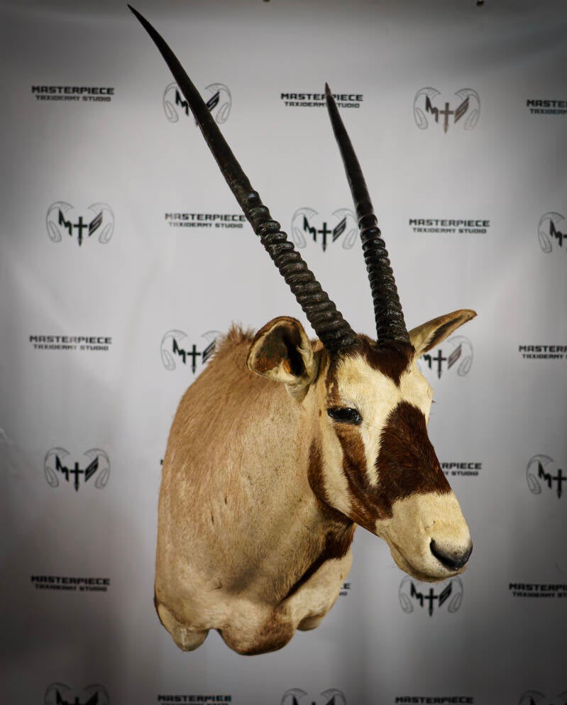 gemsbok-2-standard.jpg