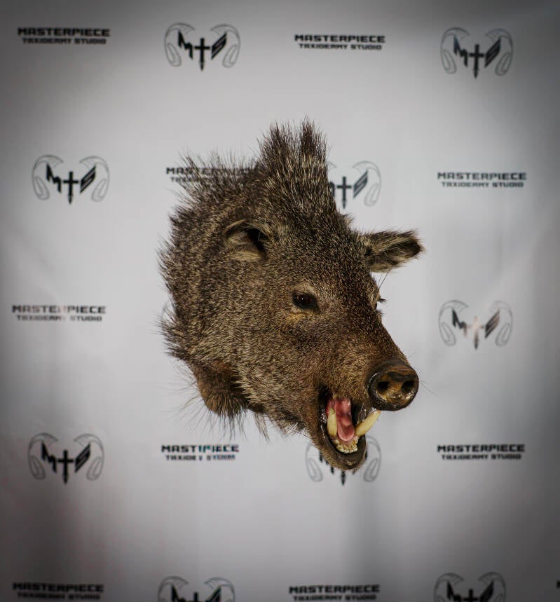 javelina-1-standard.jpg