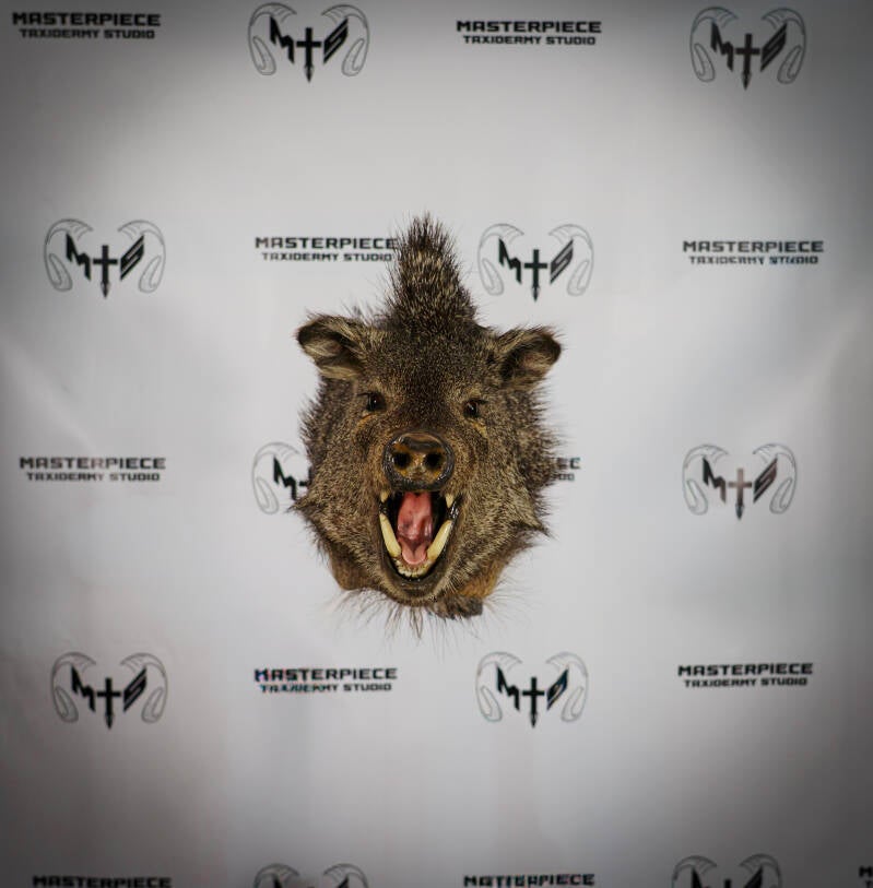 javelina-2-standard.jpg