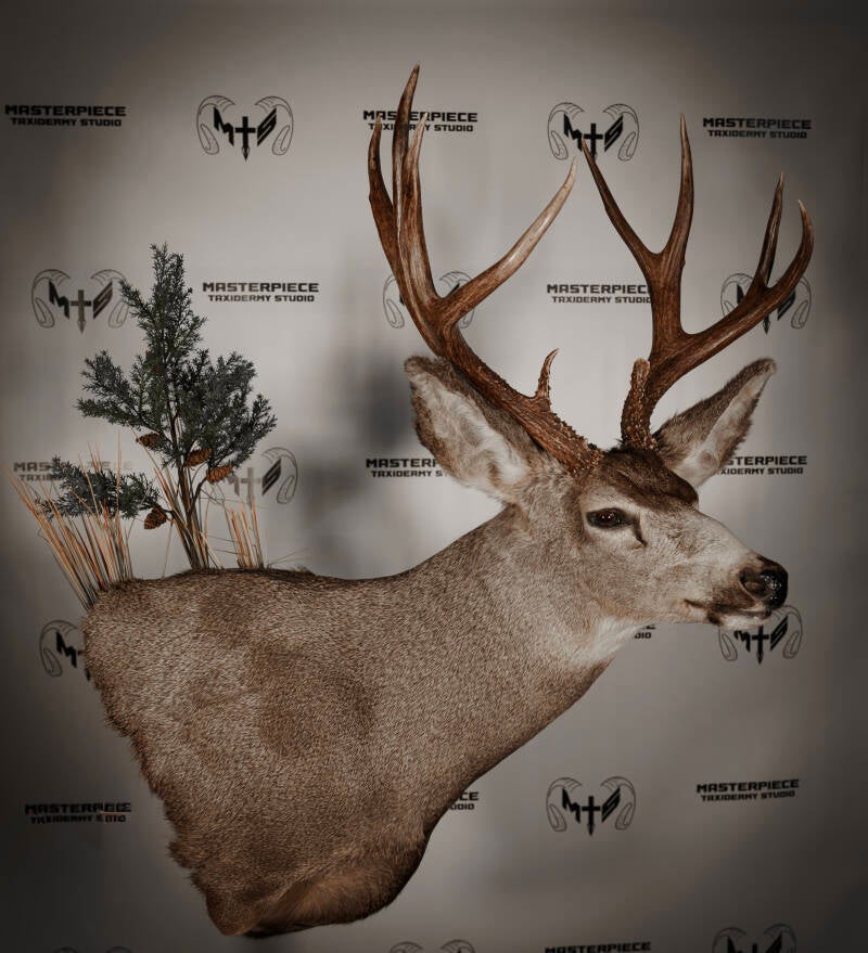 mule-deer-1-standard.jpg