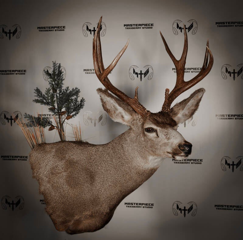 mule-deer-2-standard.jpg