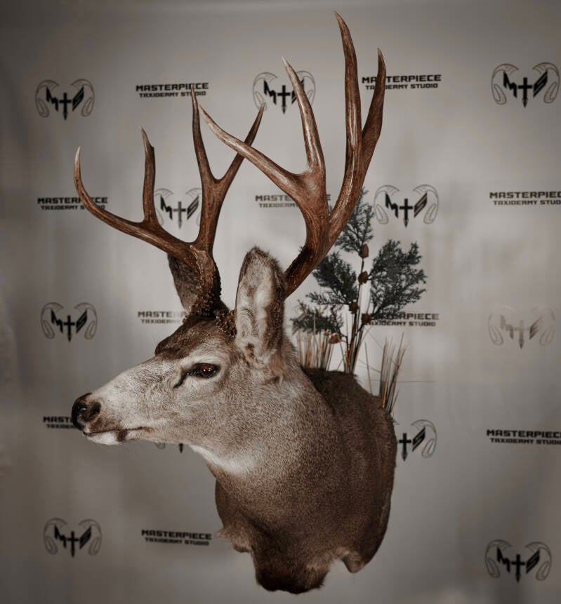 mule-deer-3-standard.jpg