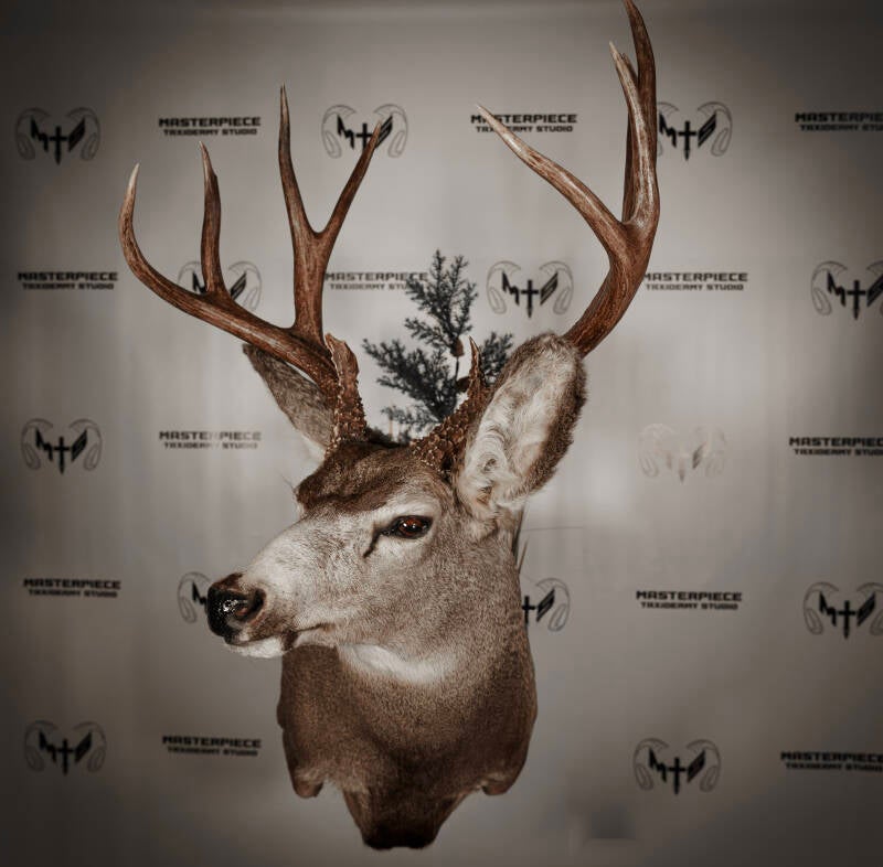 mule-deer-4-standard.jpg