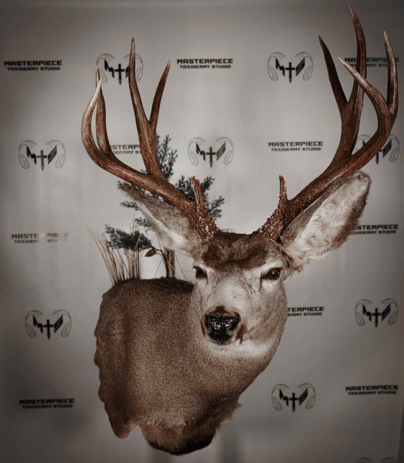 mule-deer-5-standard.jpg